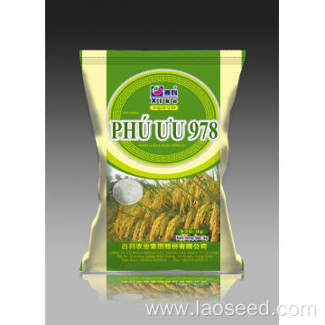Vietnam 978 hybrid palay seeds